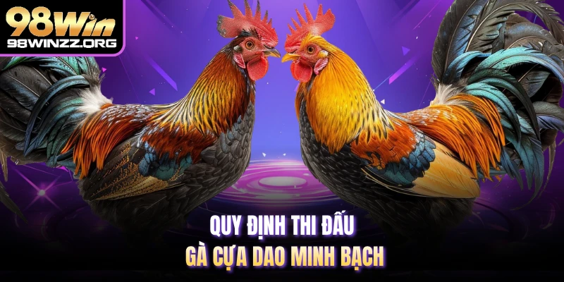 Quy định thi đấu gà cựa dao minh bạch